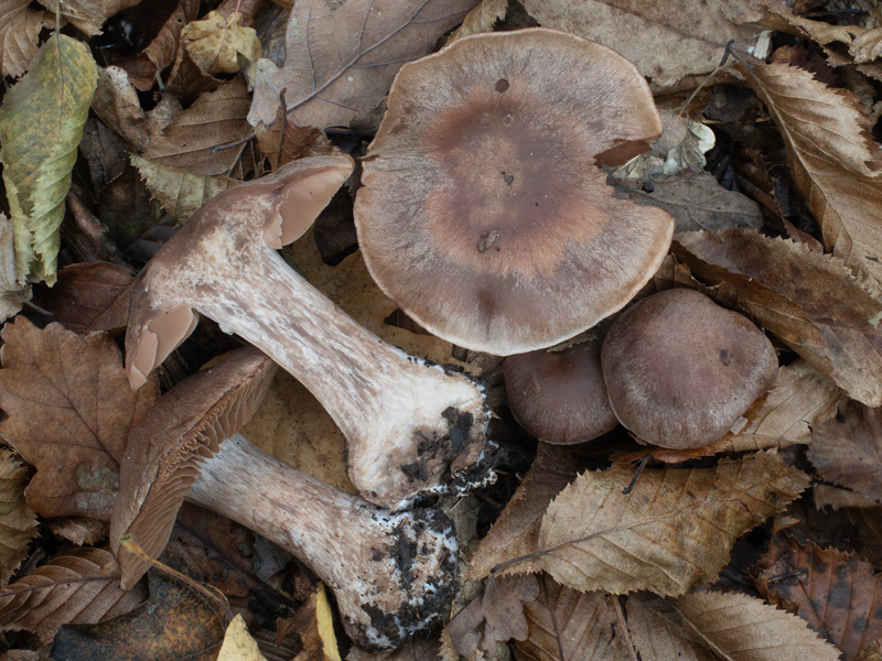 Cortinarius furiosus Cortinarius furiosus